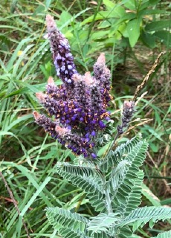 Lead Plant [Amorpha canescens]