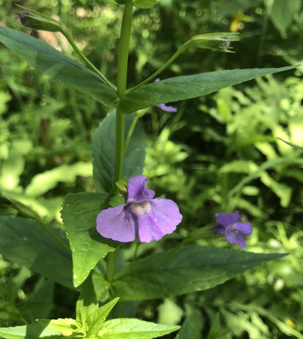 Monkeyflower [Mimulus ringens]