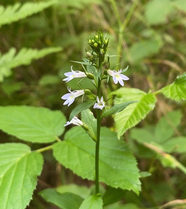 Indian Tobacco [Lobelia inflate]