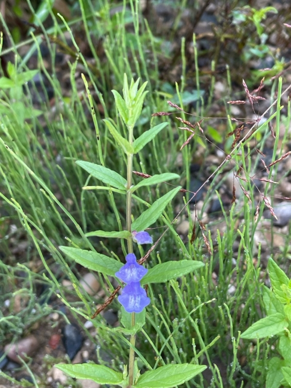 Little skullcap [Scutellaria parvula]