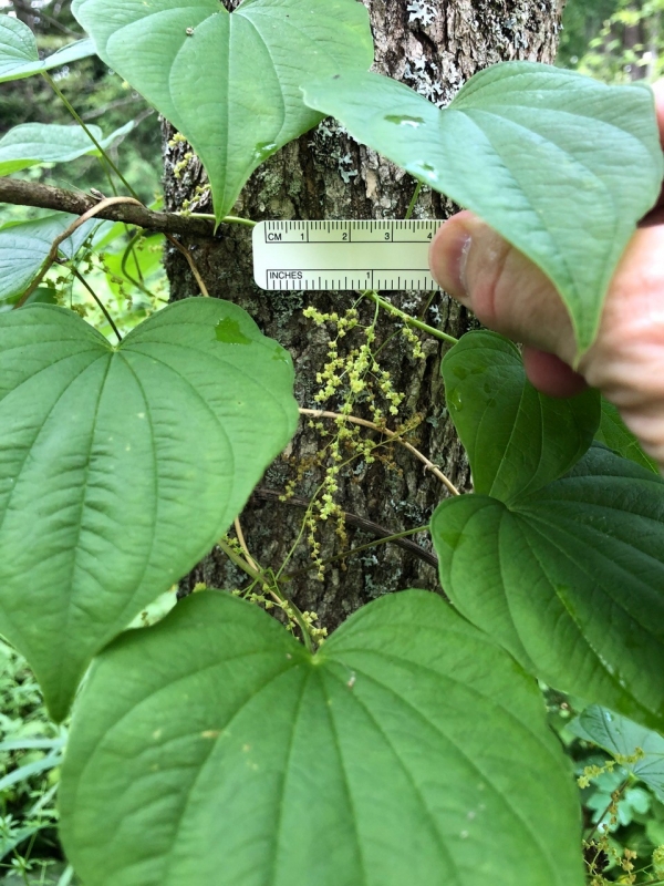 Wild Yam [Dioscorea villosa]