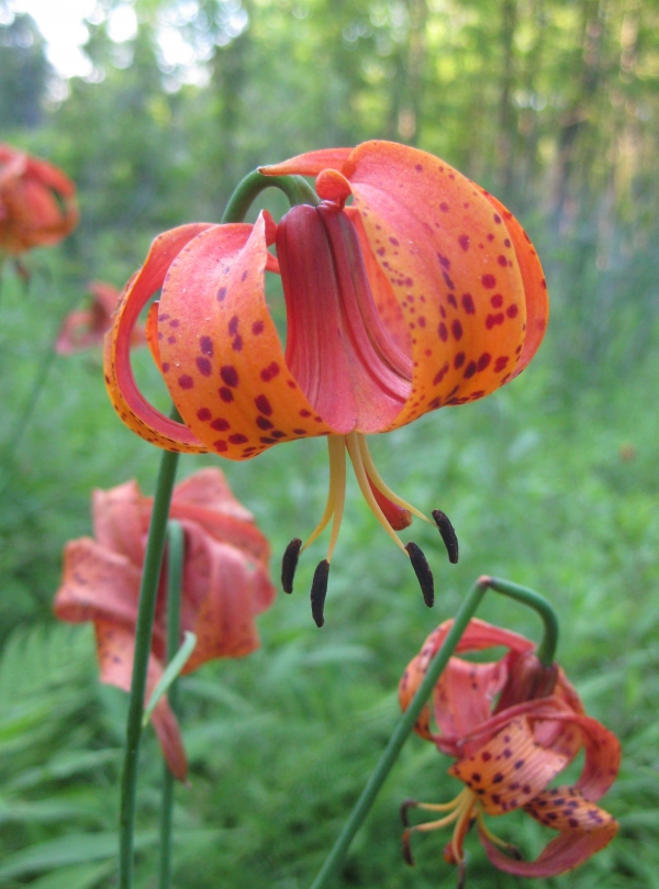 Michigan Lilly [Lilium michigannense]