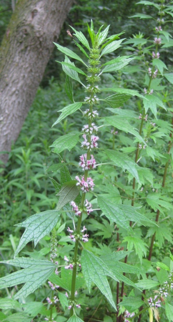 Motherwort [Leonurus cardiaca]