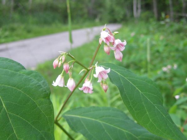 Spreading Dogbane [Apocynum androsaemifolium]
