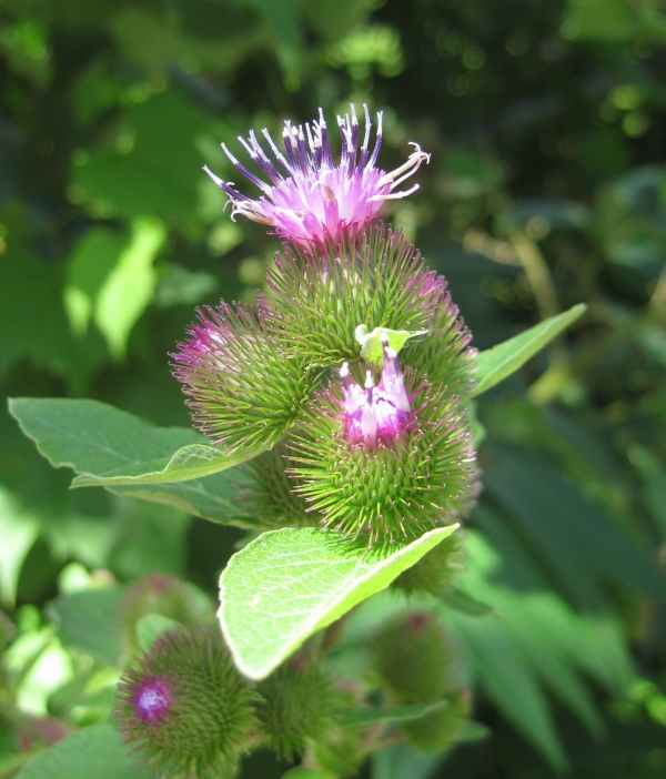Common Burdock [Arctium minus]