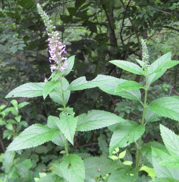 Germander [teucrium canadense]