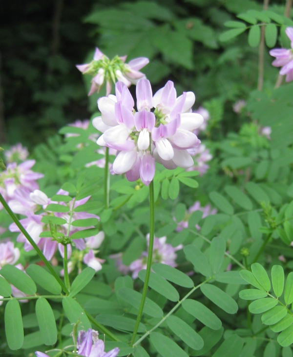Crown Vetch [Coronilla varia]