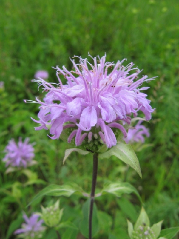 Wild Bergamot [Monarda fistulosa]