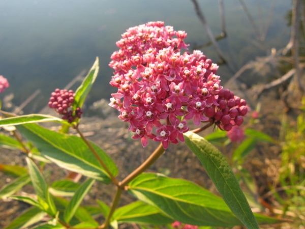 Swamp Milkweed [Asclepias incarnata]