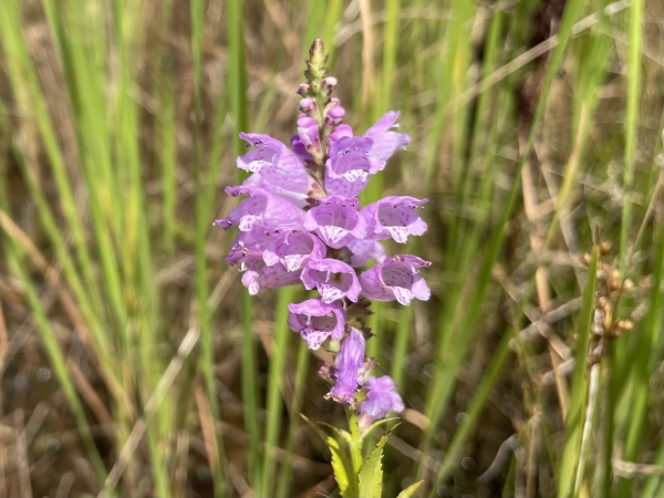 Obedient Plant [Physostegia virginiana]