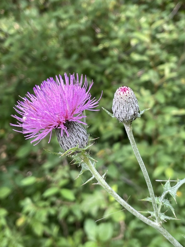 Marsh Thistle [Cirsium musicus]