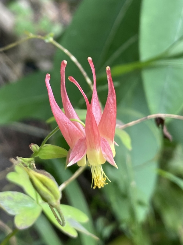 Wild Columbine [Aquilegia canadensis]