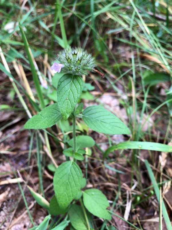 Wild Basil [Clinopodium vulgate]