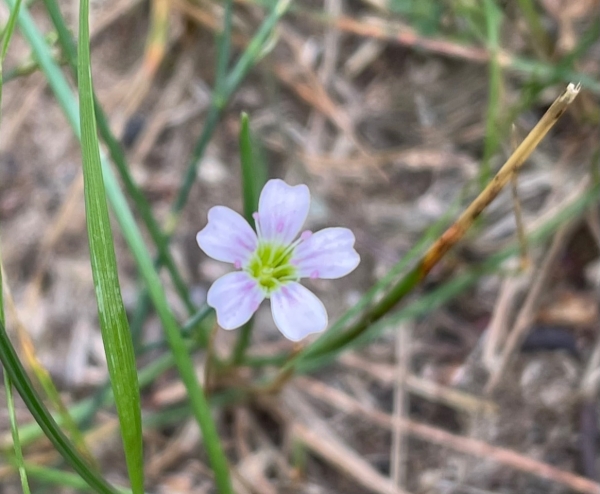 Tunic saxifrage [Petrorhagia  saxifraga]