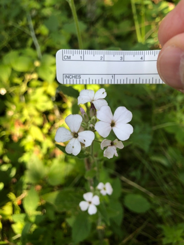 Dames rocket [Hesperis matronalis]