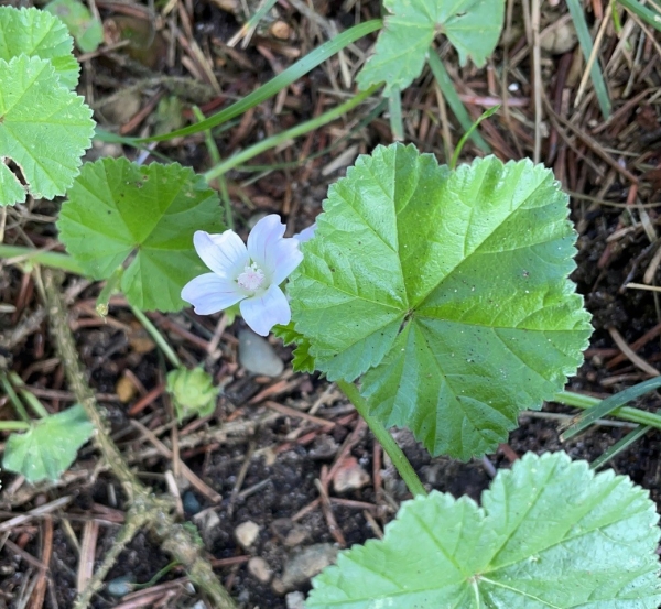 Common mallow [Malva neglecta]