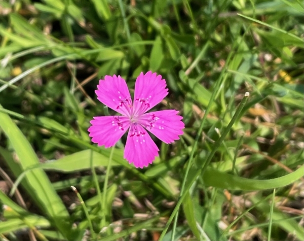 Maiden pink [Dianthus deltoides]