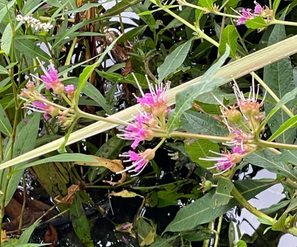 Swamp Loosestrife [Decodon verticillatus]