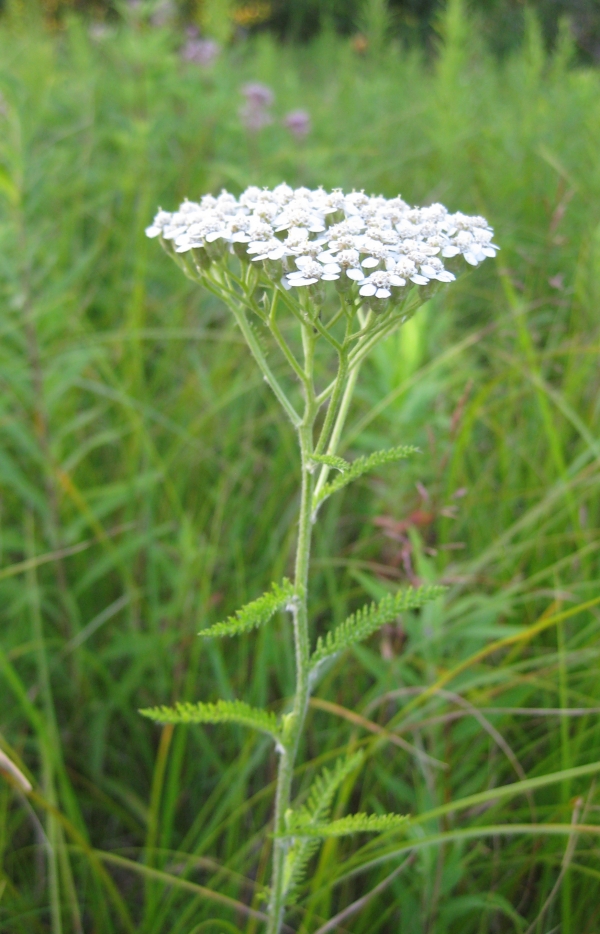 Yarrow [Ashillea millefolium]