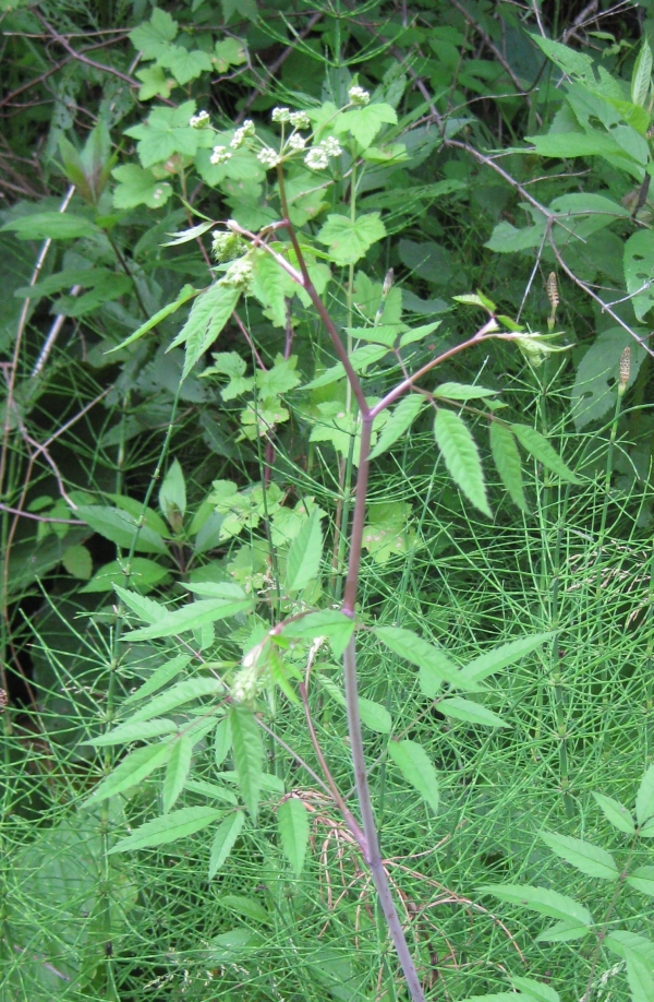 Water Hemlock [Cicuta maculata]