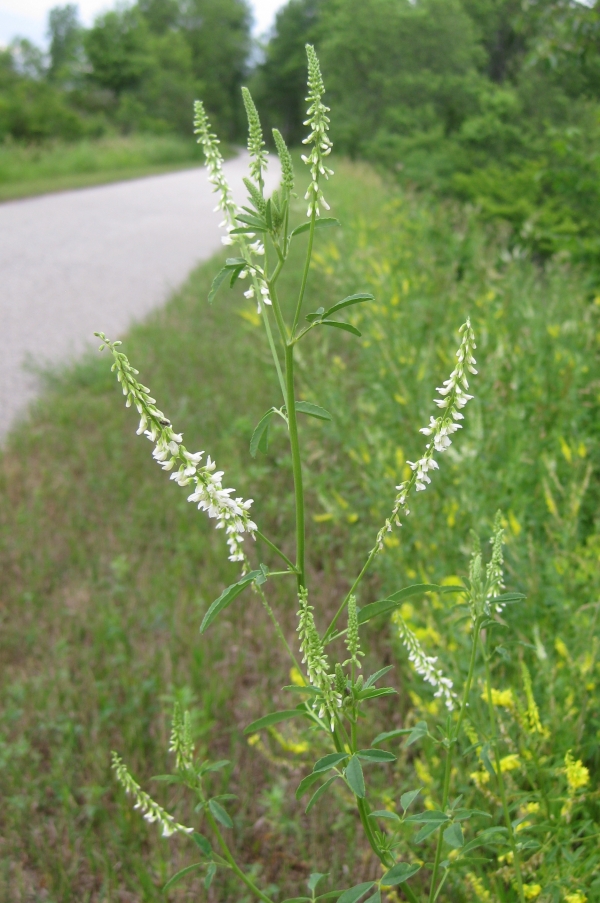White Sweet Clover [Melilotus alba]
