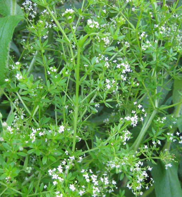 Rough Bedstraw [Galium asprellum]