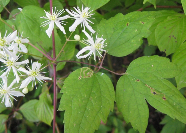 Virgin's Bower [Clematis virginiana]