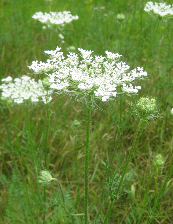 Queen Anne's Lace [Daucus carota]