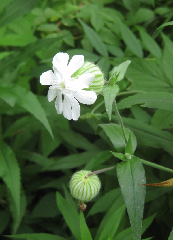 Evening Lychnis [Lychnis alba]
