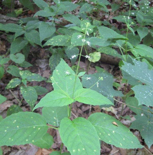 Enchanter's Nightshade [Circaea quadrisulcata]