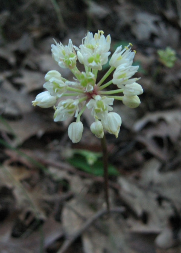 Wild Leek [Allium tricoccum]