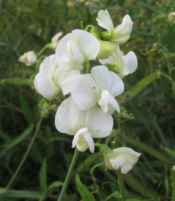 Everlasting Pea [Lathyrus latifolius]