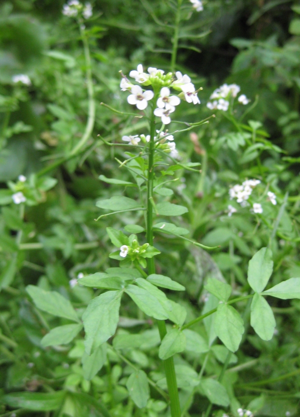 Watercress [Nasturtium officinale]