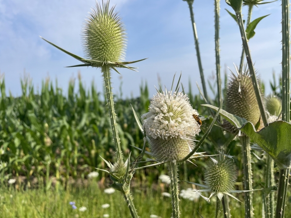 Common Teasel [Dipsacus fullonum]