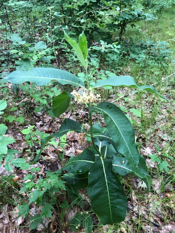 Tall Milkweed [Asclepias exaltata]