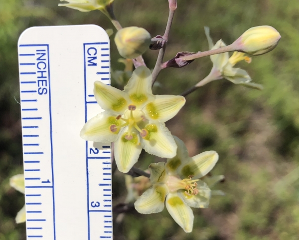 White camas [Zigadenus elegans]