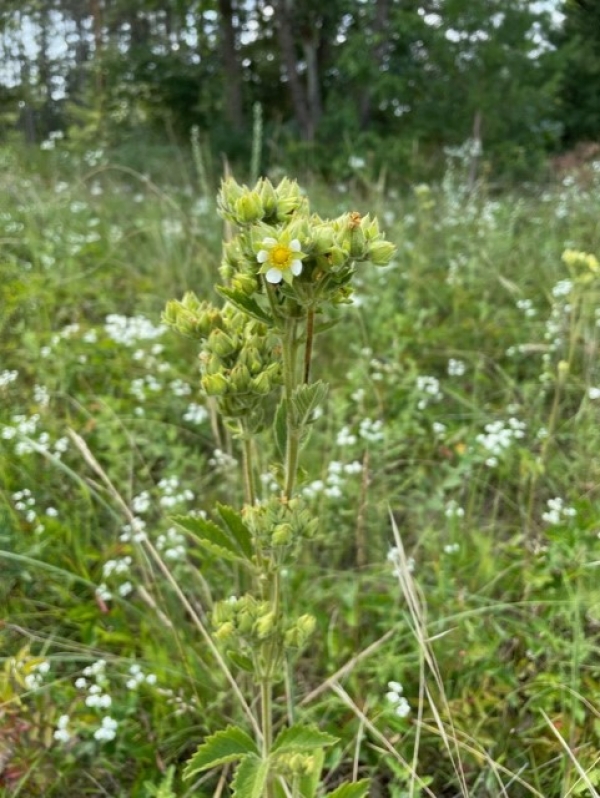 Tall cinquefoil [Drymocallis arguta]