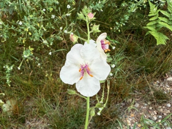 Moth mullein [Verbascum blattaria]