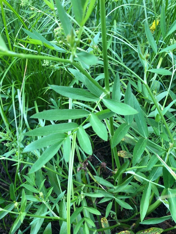 Water Parsnip [Sium suave]