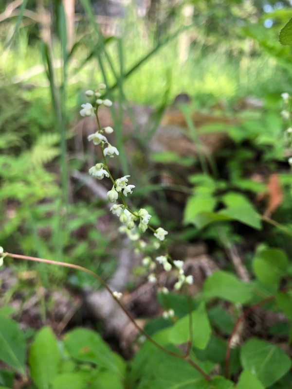 Climbing False Buckwheat [Polygonum scandens]
