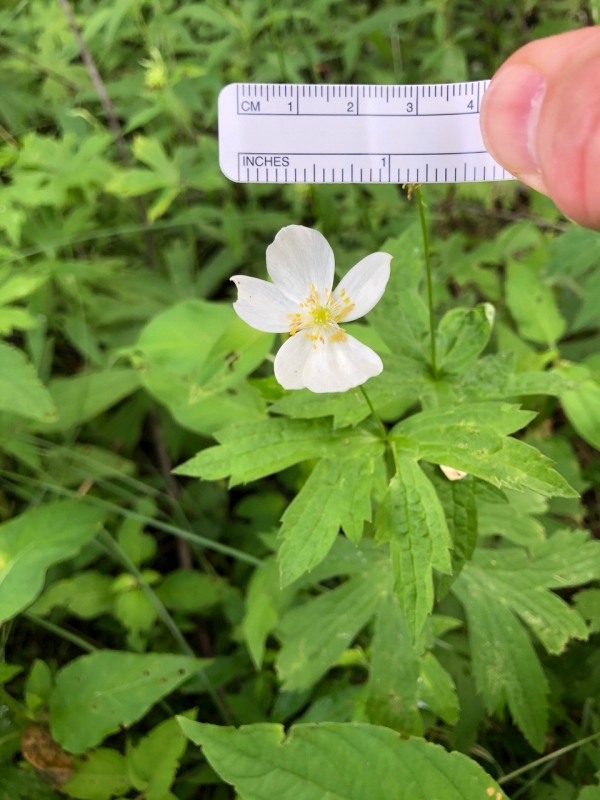 Canada anemone [Anemone canadensis]