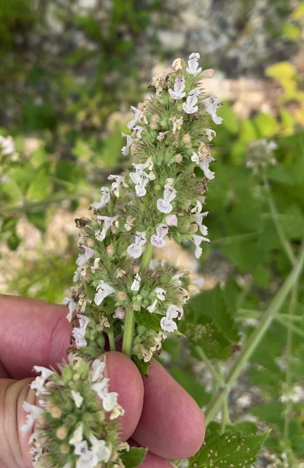 Catnip [Nepeta cataract]