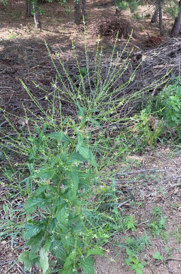White vervain [Verbena urticiflia]