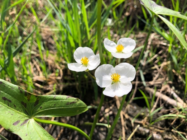 Common arrowhead [Sagittoria latifolia]