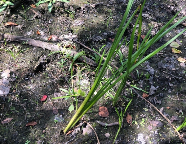 Bur-reed [Sparganium androcladum]