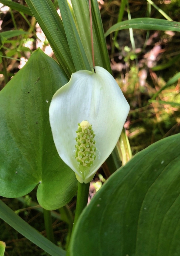 Wild Calla [Calla palustris]