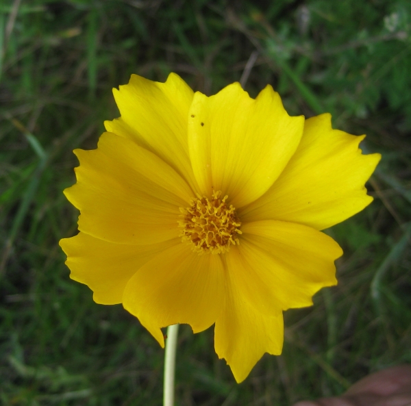 Lance Leaved Coreopsis [Coreopsis lancelata]