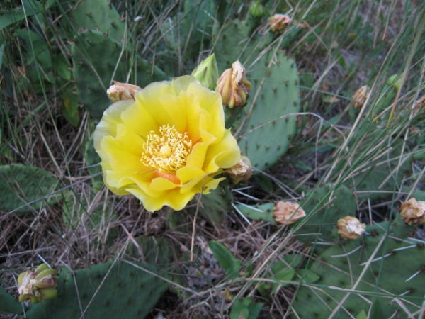 Prickly Pear [Opuntia humifusa]