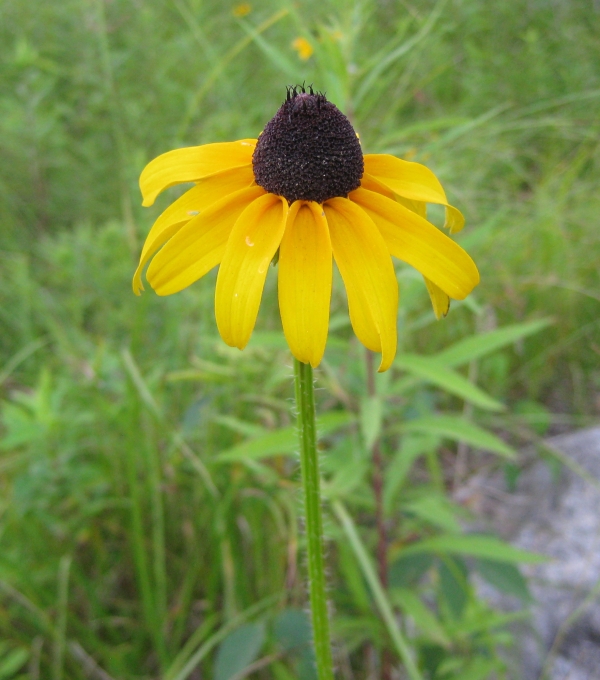 Black Eyed Susan [Rudbeckia hirta]