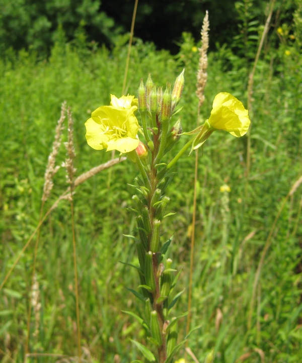 Common Evening Primrose [Onagraceae Biennis]